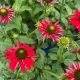 Coneflower Sombrero Salsa Red