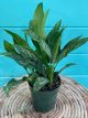 Aglaonema 6