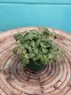 Fittonia Mosaic Plant 4