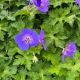 Geranium Rozanne