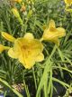 Daylily Happy Returns