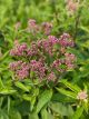 Joe Pye Weed Little Joe 2 Gallon