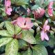 Lenten Rose Frostkiss Anna's Red