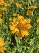 Coreopsis Jethro Tull