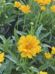 Coreopsis Early Sunrise