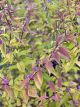 Beautyberry Early Amethyst