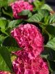 Hydrangea Everlasting Garnet