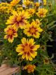 Coreopsis Enchanted Eve