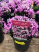 Phlox Creeping Emerald Pink