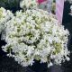 Phlox Creeping Snowflake