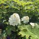 Hydrangea Jetstream