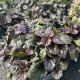 Ajuga Black Scallop