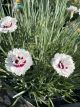 Dianthus Silver Star