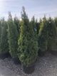 Arborvitae Emerald Green