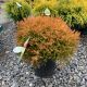 Arborvitae Fire Chief