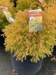 Arborvitae Rheingold