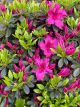 Azalea Girard's Fuchsia