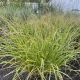 Fountain Grass Dwarf Hameln