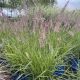 Fountain Grass Karley Rose