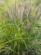 Fountain Grass Red Head