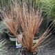 Grass Fox Red Curly Sedge