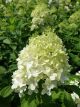 Hydrangea Limelight