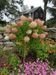 Hydrangea Phantom Tree