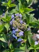 Hydrangea Tiny Tuff Stuff