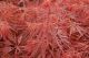 Japanese Maple Crimson Queen