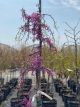 Redbud Lavender Twist Weeping