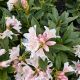 Rhododendron Cunningham's White