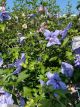 Rose of Sharon Blue Chiffon