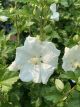 Rose of Sharon Diana