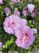 Rose of Sharon Lavender Chiffon