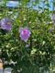 Rose of Sharon Lavender Chiffon