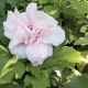 Rose of Sharon Sugar Tip