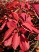 Serviceberry Autumn Brilliance