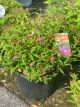 Spirea Neon Flash