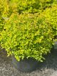 Spirea Goldmound