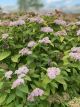 Spirea Double Play Big Bang