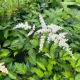 Astilbe Bridal Veil