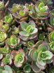 Sedum Lime Zinger