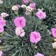 Dianthus Star Double Pop Star