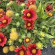 Blanket Flower Arizona Red