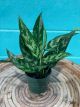 Aglaonema 4