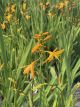 Crocosmia George Davidson