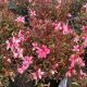 Gaura Crimson Butterflies