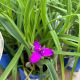 Spiderwort Concord Grape