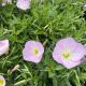 Evening Primrose Siskiyou