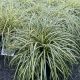 Sedge Grass Ever Color Everoro